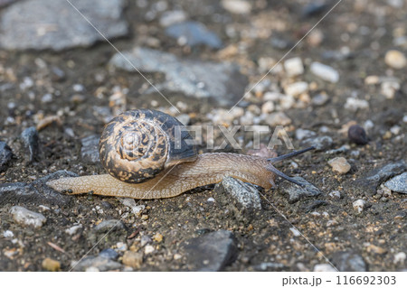 カタツムリ（ウスカワマイマイ） 116692303