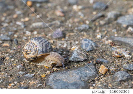 カタツムリ（ウスカワマイマイ） 116692305