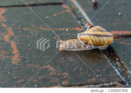 雨に濡れた路上を這うカタツムリ(ナミマイマイ) 雨に濡れた路上を這うカタツムリ(ナミマイマイ) 116692308