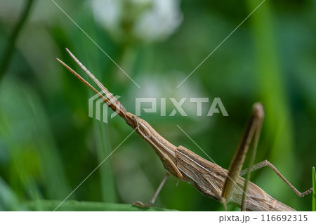ショウリョウバッタ幼虫（褐色型） 116692315