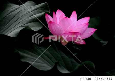 蓮の花 116692353
