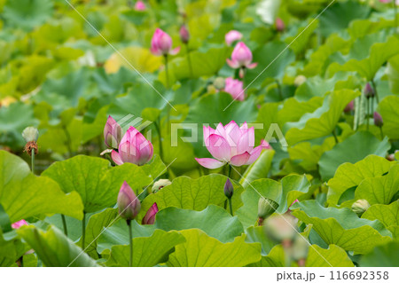 ハスの花 116692358