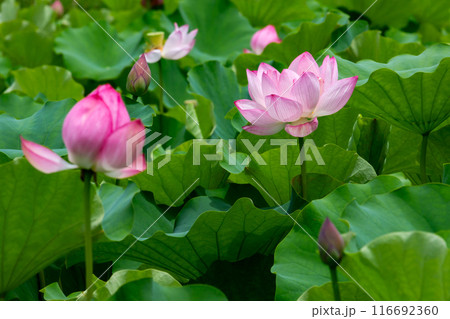 ハスの花 116692360