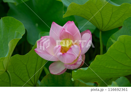 ハスの花 116692361