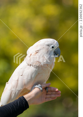 神戸どうぶつ王国の、愉快な動物たち 116692362