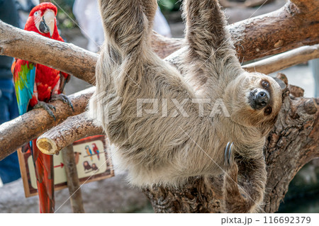神戸どうぶつ王国の、愉快な動物たち 神戸どうぶつ王国の、愉快な動物たち 116692379