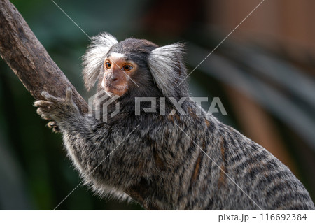 神戸どうぶつ王国の、愉快な動物たち 神戸どうぶつ王国の、愉快な動物たち 116692384