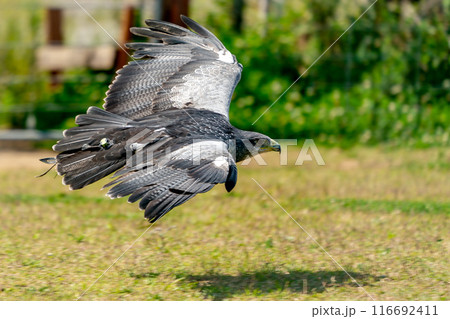神戸どうぶつ王国の、愉快な動物たち 116692411