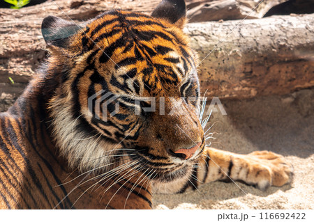 神戸どうぶつ王国の、愉快な動物たち 116692422