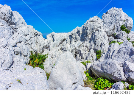 白崎海洋公園(7月 晴れ) 白崎海洋公園(7月 晴れ) 116692485