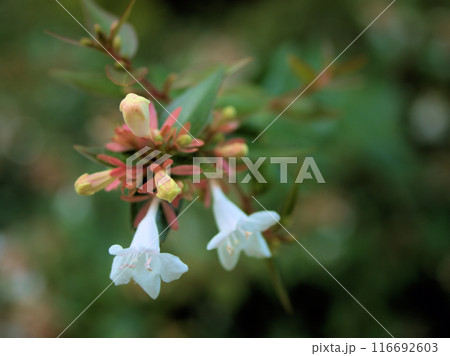 7月に咲いた白いアベリアの花 7月に咲いた白いアベリアの花 116692603