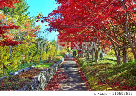 平岡樹芸センター(みどりーむ)の紅葉 平岡樹芸センター(みどりーむ)の紅葉 116692615