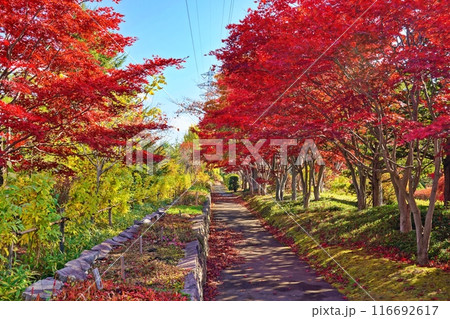 平岡樹芸センター(みどりーむ)の紅葉 平岡樹芸センター(みどりーむ)の紅葉 116692617