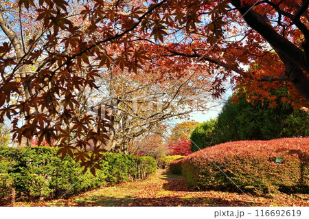 平岡樹芸センター(みどりーむ)の紅葉 116692619