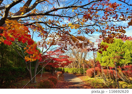 平岡樹芸センター(みどりーむ)の紅葉 平岡樹芸センター(みどりーむ)の紅葉 116692620
