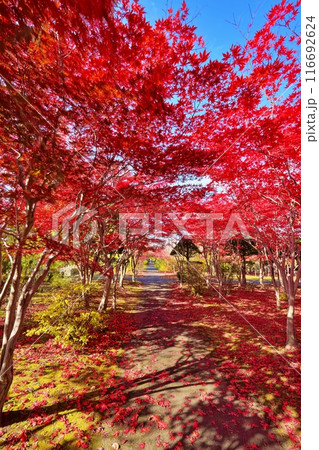 平岡樹芸センター(みどりーむ)の紅葉 116692624
