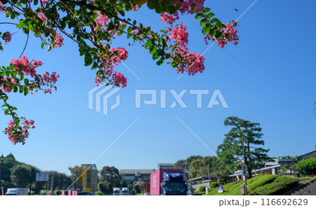サルスベリの花と西日本屈指の畜産王国、旭志にある道の駅 旭志 旭志村ふれあいセンター(菊池市旭志) サルスベリの花と西日本屈指の畜産王国、旭志にある道の駅 旭志 旭志村ふれあいセンター(菊池市旭志) 116692629