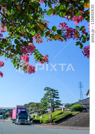 サルスベリの花と西日本屈指の畜産王国、旭志にある道の駅 旭志 旭志村ふれあいセンター(菊池市旭志) サルスベリの花と西日本屈指の畜産王国、旭志にある道の駅 旭志 旭志村ふれあいセンター(菊池市旭志) 116692630