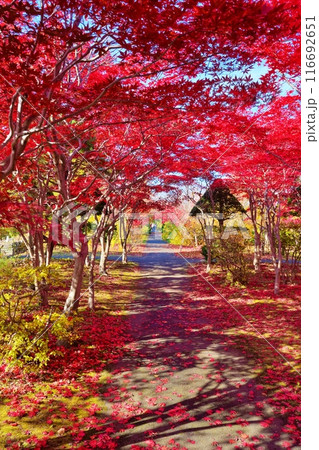 平岡樹芸センター(みどりーむ)の紅葉 116692651