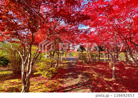 平岡樹芸センター(みどりーむ)の紅葉 平岡樹芸センター(みどりーむ)の紅葉 116692653