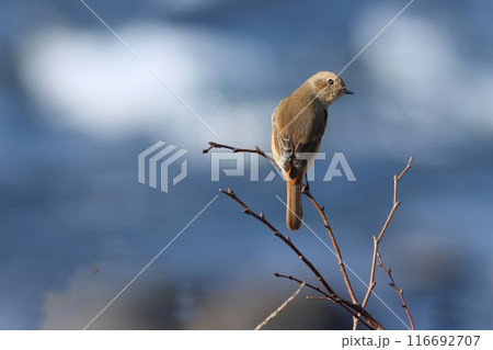 枝先にジョウビタキのメス 冬の野鳥 枝先にジョウビタキのメス 冬の野鳥 116692707