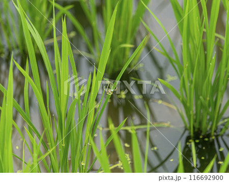 水田の苗で交尾をするイトトンボ 116692900