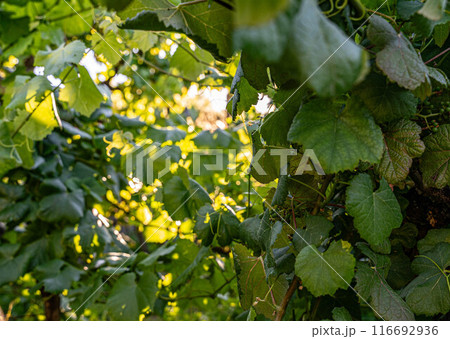 Fruit on White Wine Plant 116692936