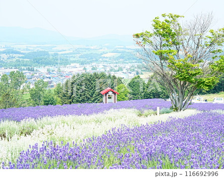 北海道の風景 富良野日の出公園ラベンダー 116692996