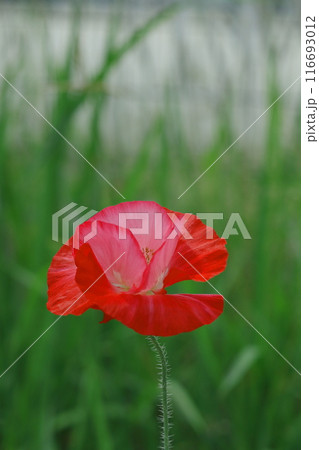 赤いヒナゲシの花 116693012