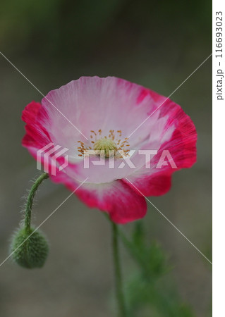 赤いポピーの花 116693023