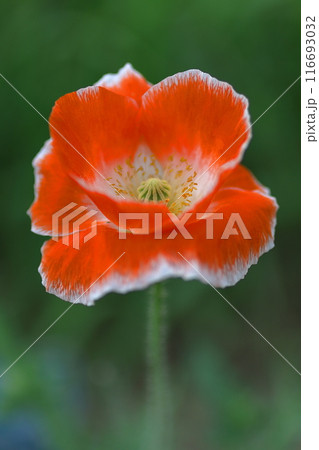 赤いポピーの花 116693032
