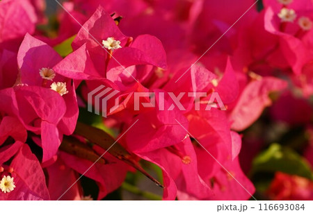 南国の太陽を浴びる赤い花 116693084