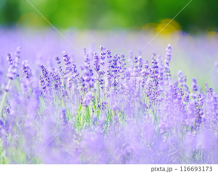 北海道の風景 富良野日の出公園ラベンダー 北海道の風景 富良野日の出公園ラベンダー 116693173