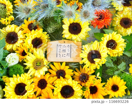 北海道の夏詣 小樽住吉神社の花手水 ひまわり 116693226