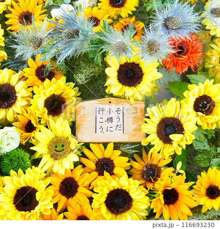 北海道の夏詣 小樽住吉神社の花手水 ひまわり 北海道の夏詣 小樽住吉神社の花手水 ひまわり 116693230