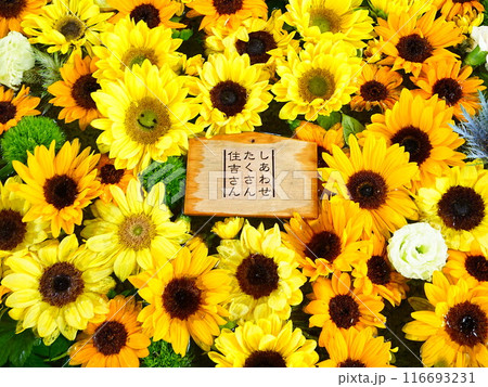 北海道の夏詣 小樽住吉神社の花手水 ひまわり 北海道の夏詣 小樽住吉神社の花手水 ひまわり 116693231