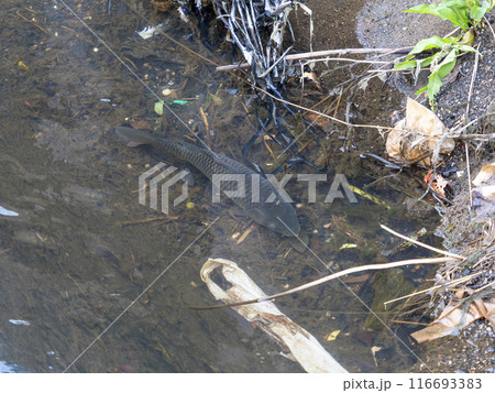ゴミが堆積する河川を泳ぐ鯉 116693383