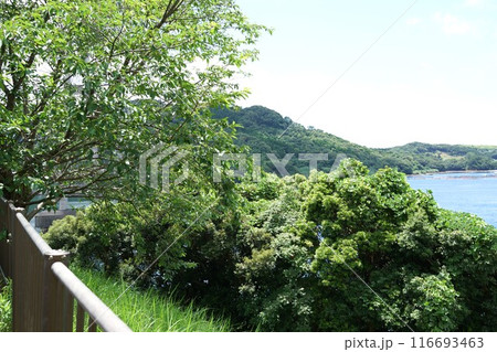 伊唐大橋とその周辺の風景 伊唐島 長島町 出水郡 鹿児島県 伊唐大橋とその周辺の風景 伊唐島 長島町 出水郡 鹿児島県 116693463