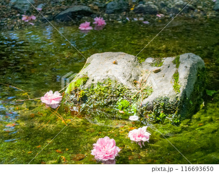 小川を流れる桜の花びら 小川を流れる桜の花びら 116693650