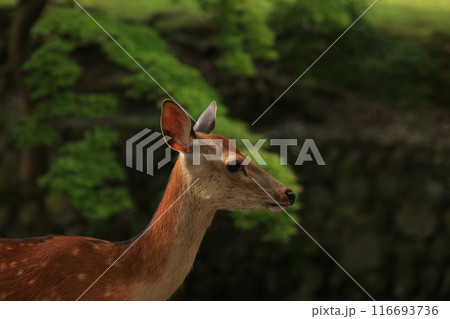 鹿 奈良公園 鹿 奈良公園 116693736