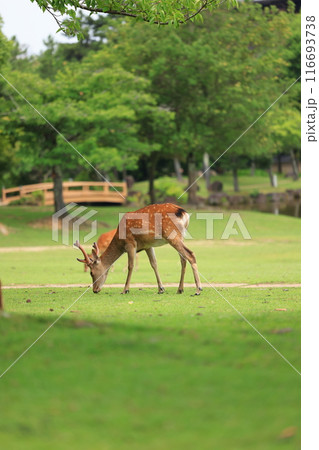 鹿 奈良公園 鹿 奈良公園 116693738