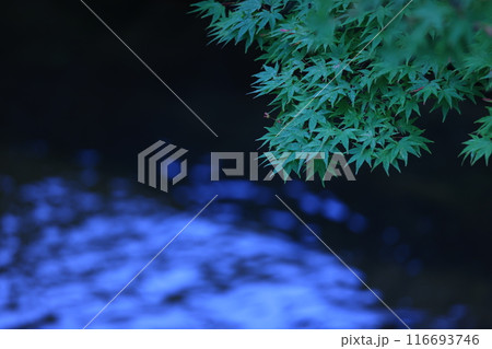 奈良公園 幻想的 奈良公園 幻想的 116693746