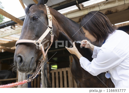 馬を診察する獣医さん 116693777