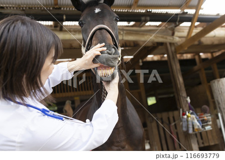 馬を診察する獣医さん 116693779