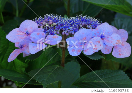 装飾花が赤紫色の額咲きのアジサイの花序をクローズアップで撮影した写真 116693788