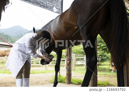 馬を診察する獣医さん 116693792