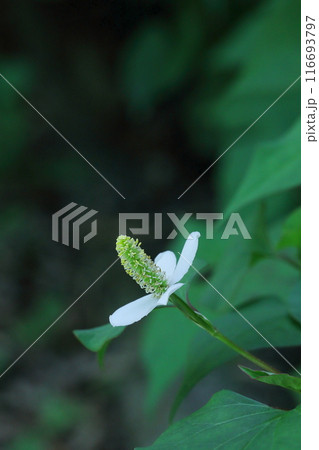 白いドクダミの花 白いドクダミの花 116693797