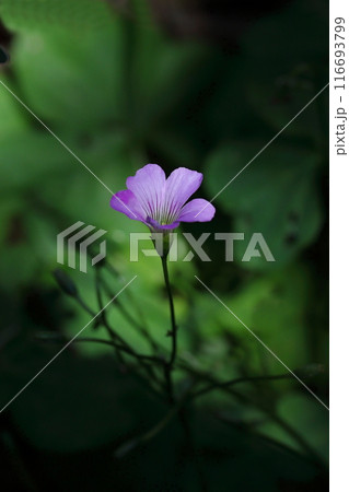 木漏れ日に咲く、ムラサキカタバミの花 116693799