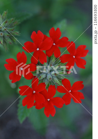 赤いバーベナの花 赤いバーベナの花 116693800