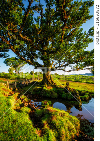 Fanal forest trees on Madeira island, Portugal 116693872